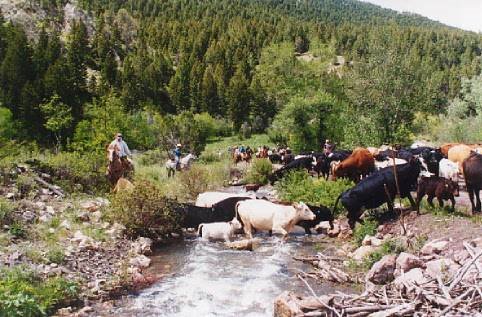 cattle drive